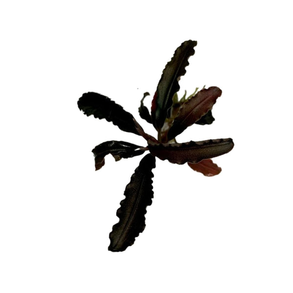 Bucephalandra_grande.jpg?v=