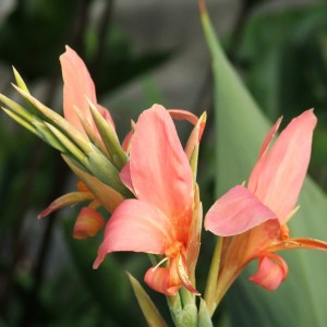 Canna Longwood Pink - Tropical Marginal