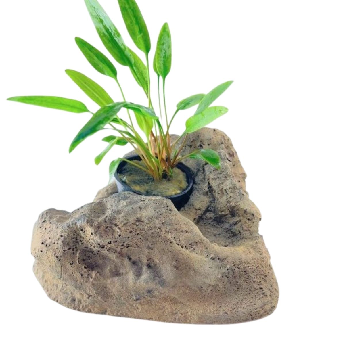 Cryptocoryne Lutea