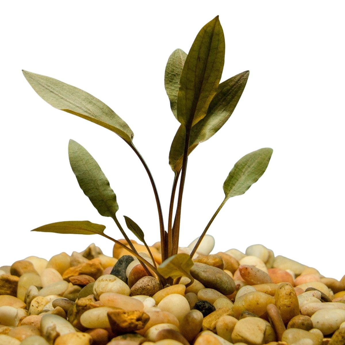 Cryptocoryne Beckettii Aquatic Plant