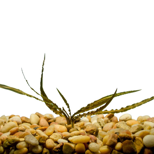 Cryptocoryne Retrospiralis Aquatic Plant