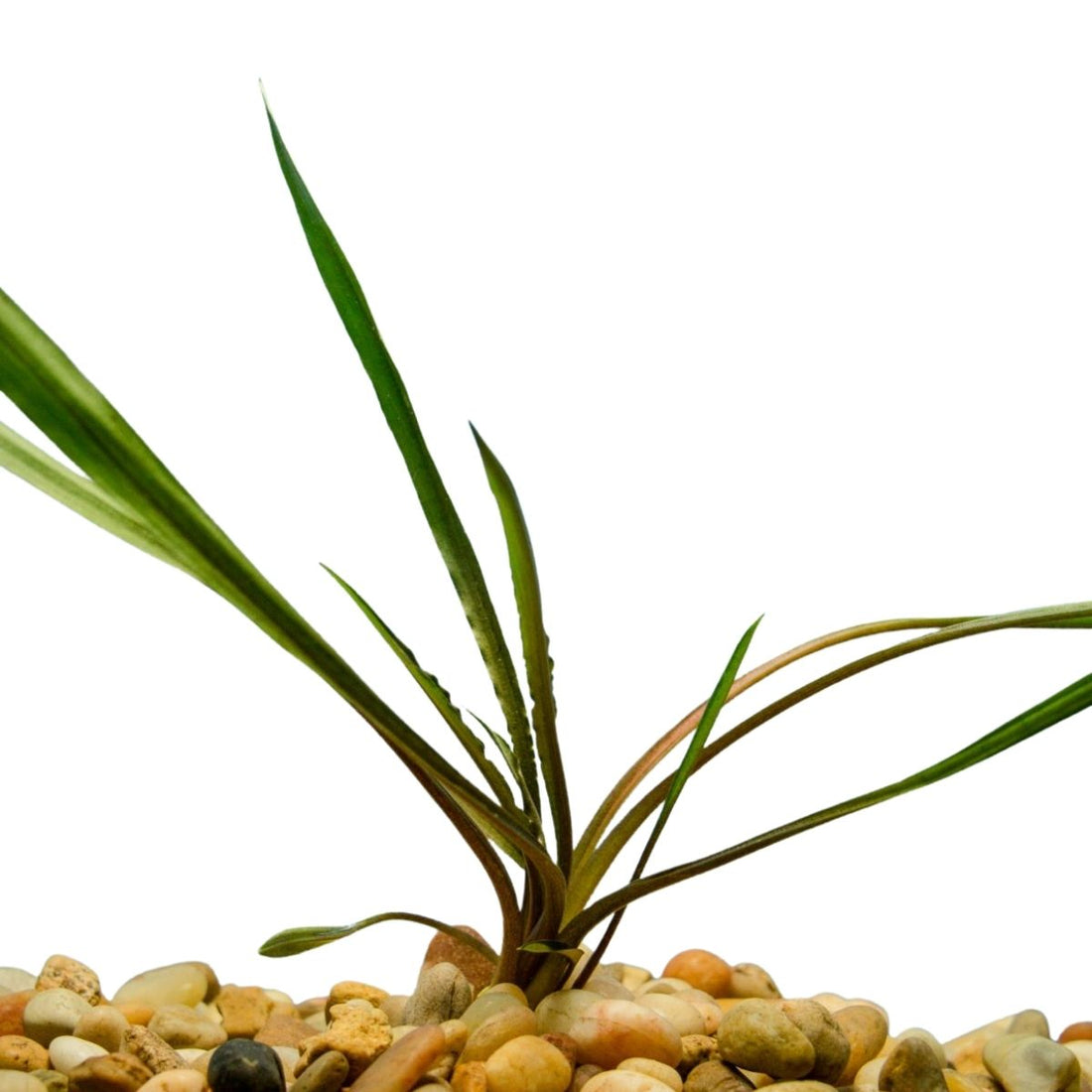 Cryptocorynes Spiralis Wetplants