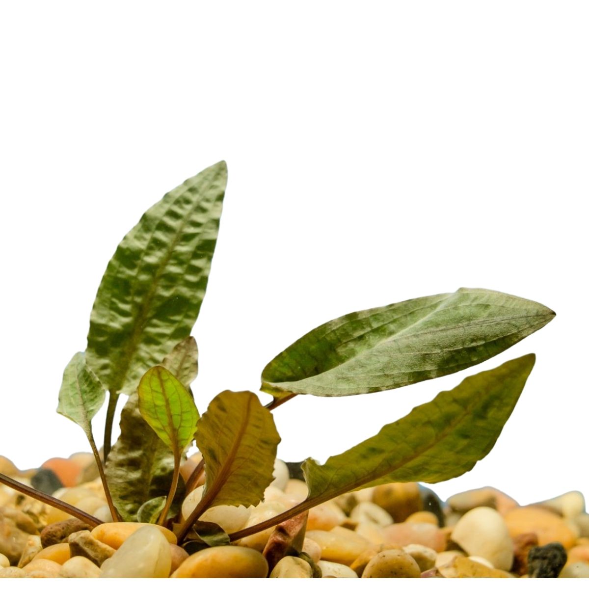Cryptocoryne Wendtii Brown Aquatic Plant