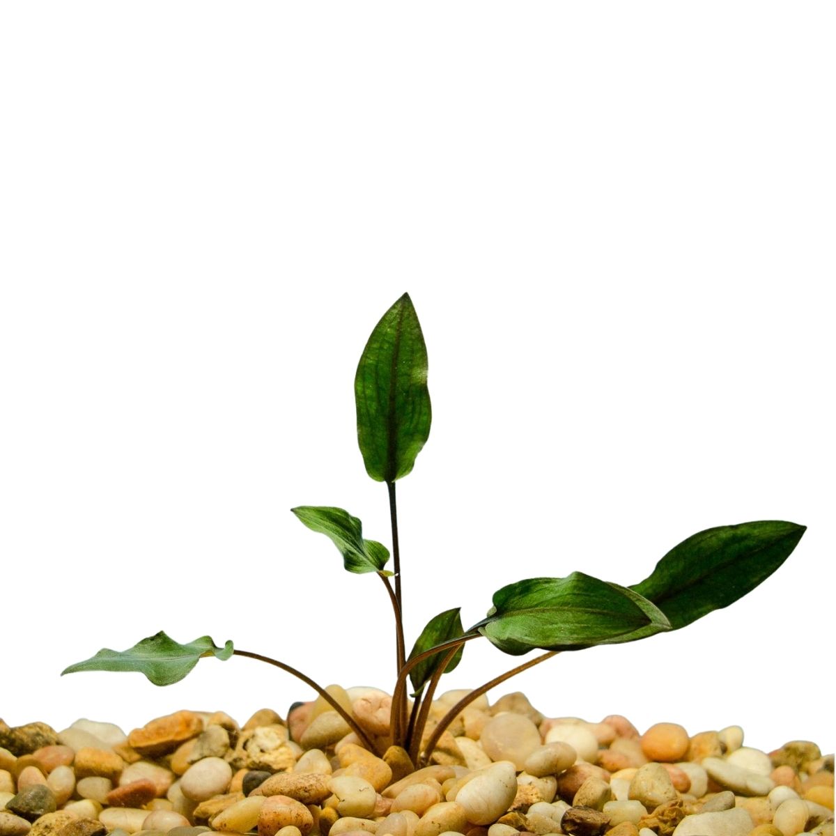 Cryptocorynes Wendtii Red Wetplants