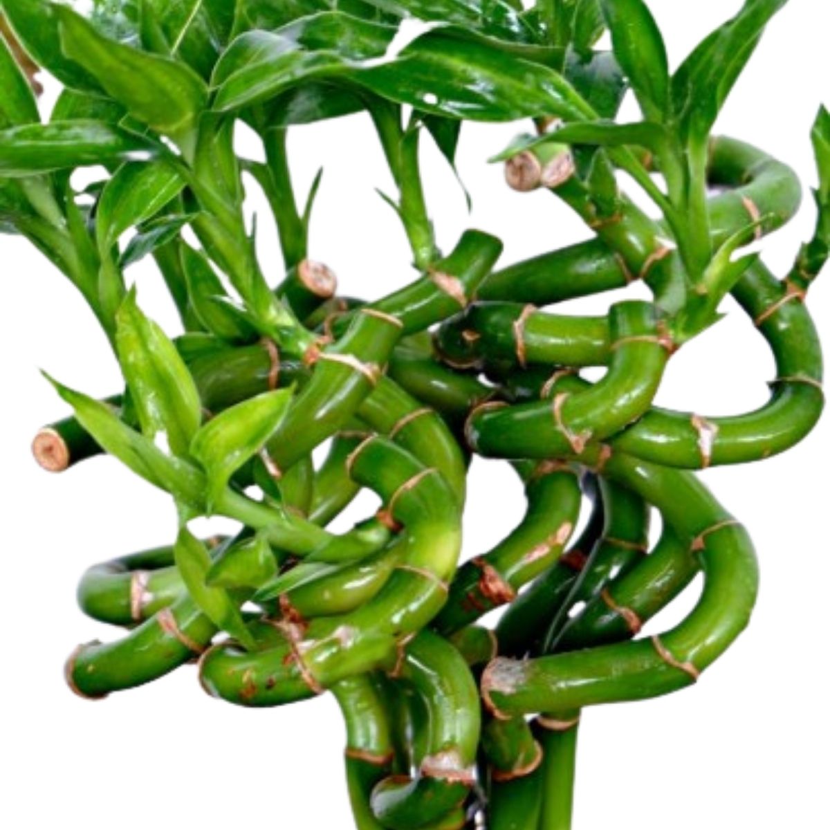 Curly Bamboo 2-Pack