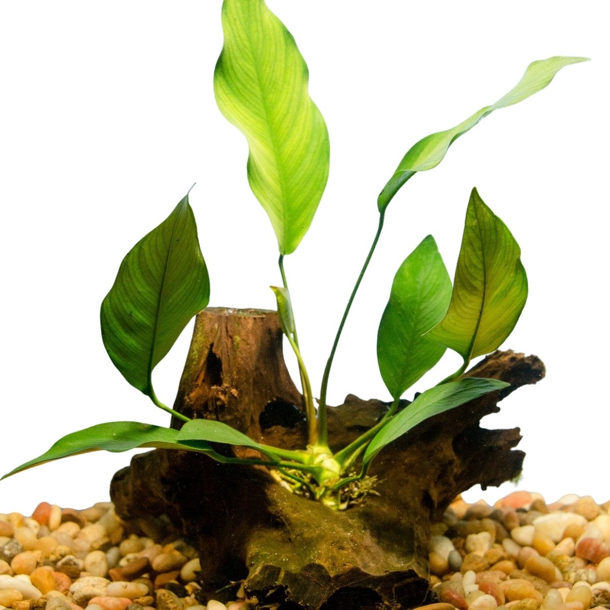 Driftwood with Anubias