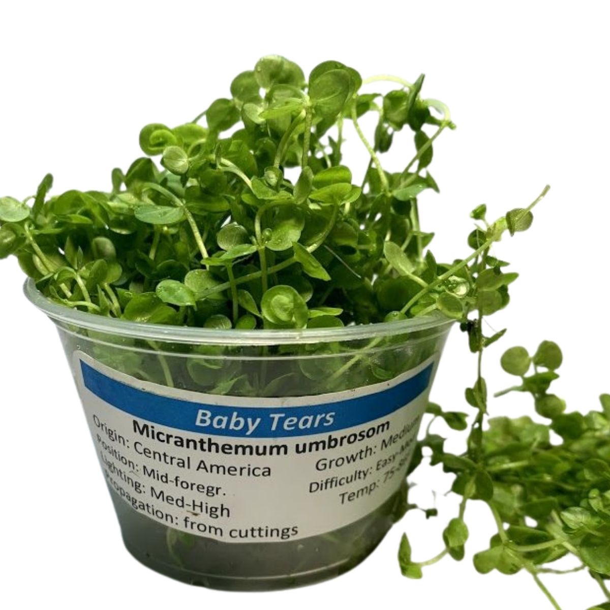 Giant Baby Tear Drop Bunch Plant