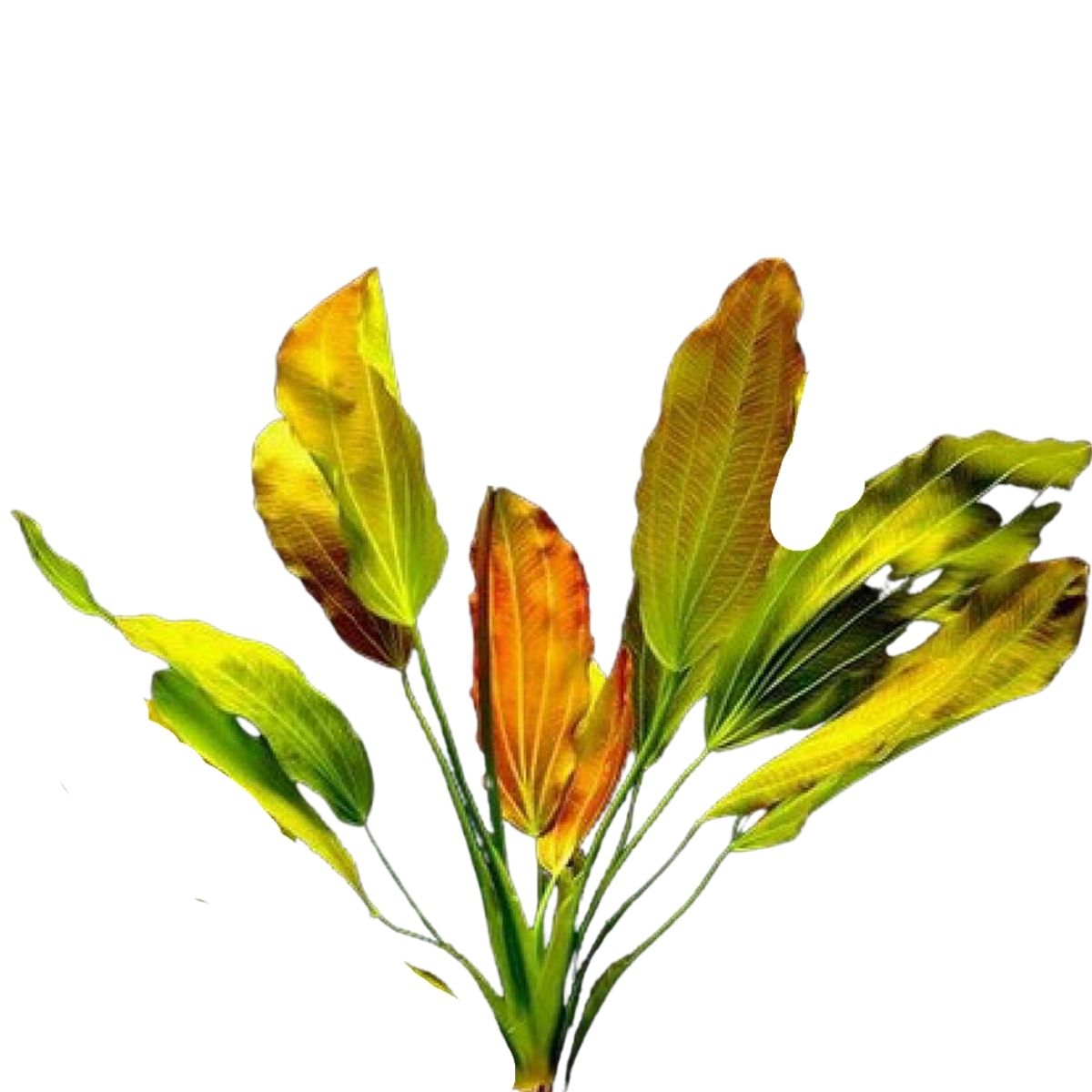 Golden Melon Sword Plant Aquatic Plant