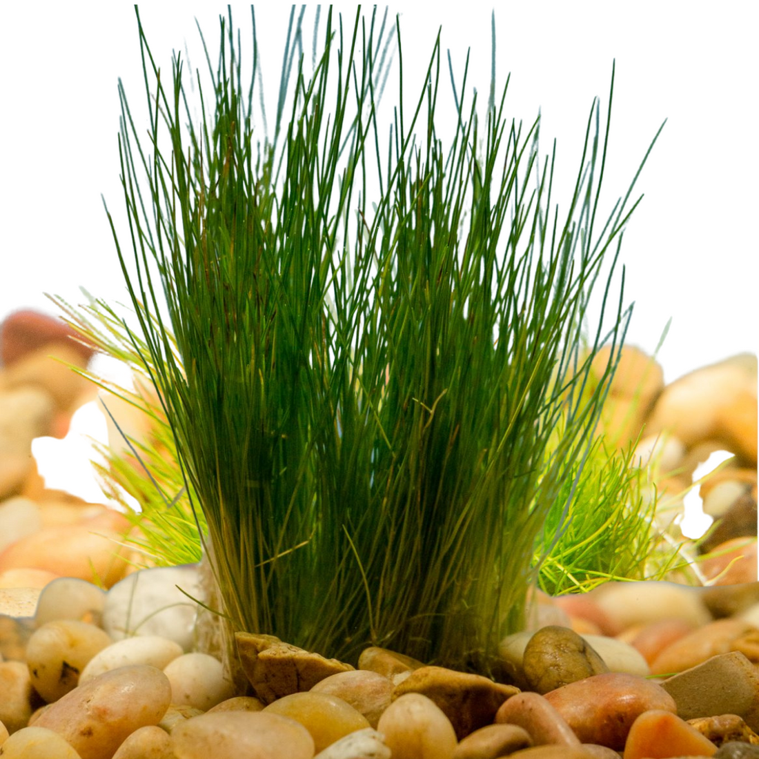 Dwarf Hairgrass – Wetplants
