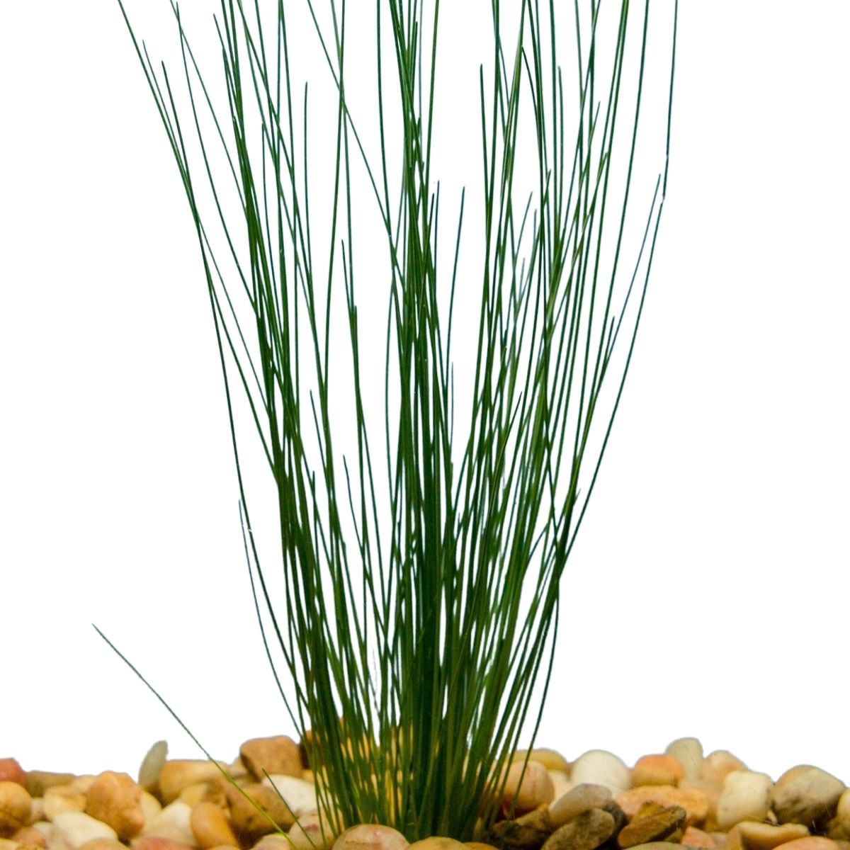 Gian Hairgrass Aquatic Plant