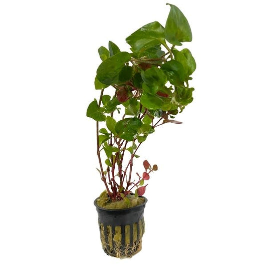 Josephs Coat "Hedge" Bunch Plant Potted