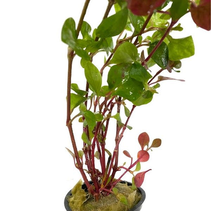 Josephs Coat "Hedge" Bunch Plant Potted