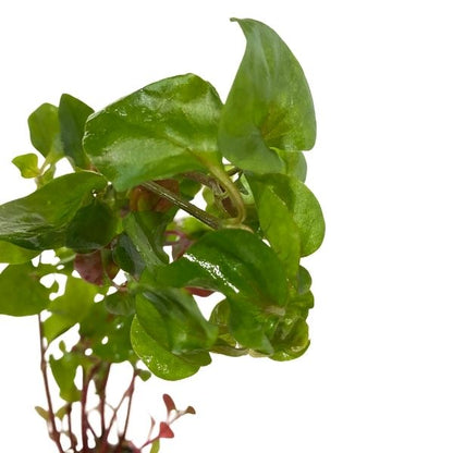 Josephs Coat "Hedge" Bunch Plant Potted