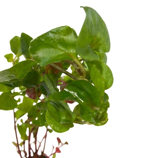 Josephs Coat &quot;Hedge&quot; Bunch Plant Potted