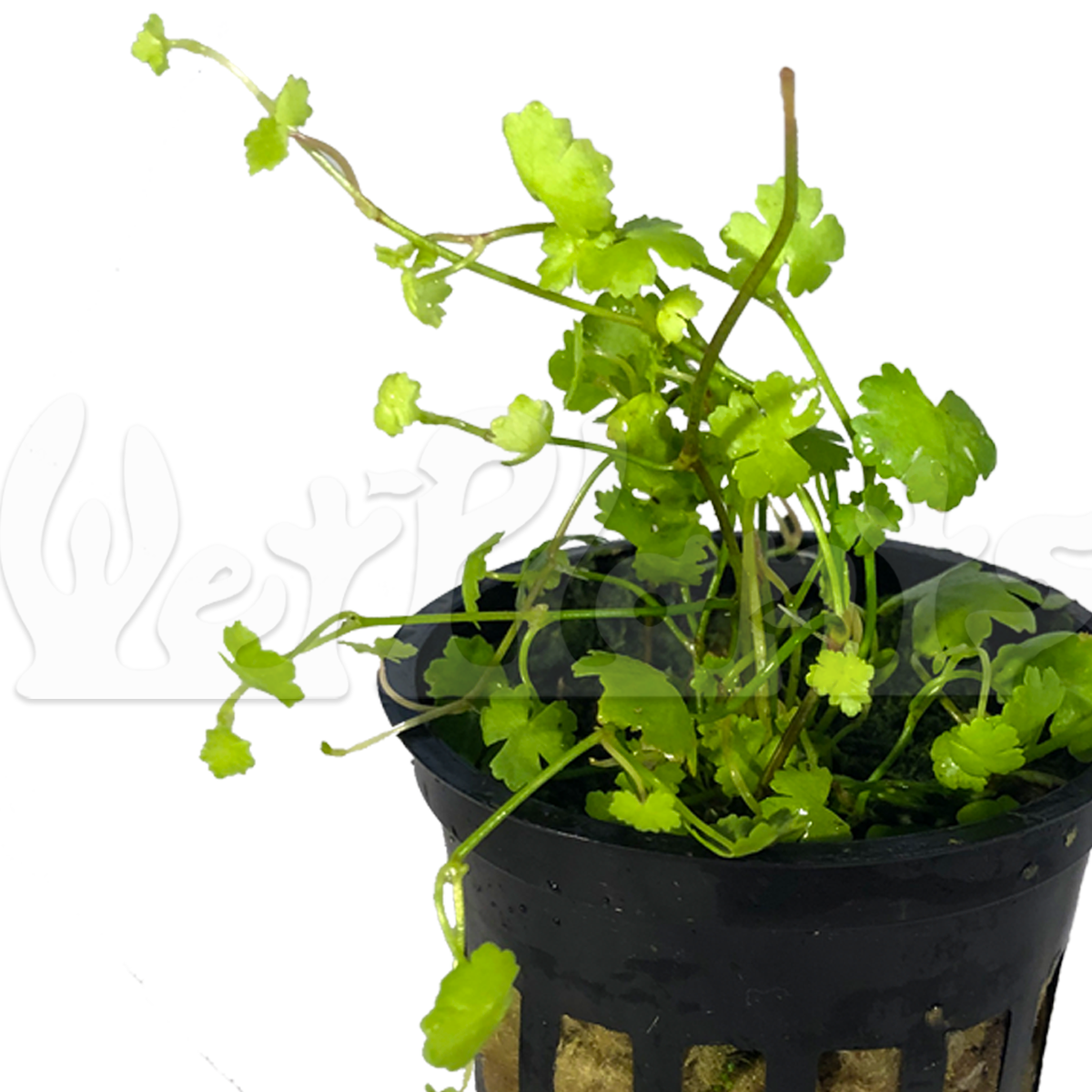 Japanese Hydrocotyle Pennywort Potted Aquatic Plant