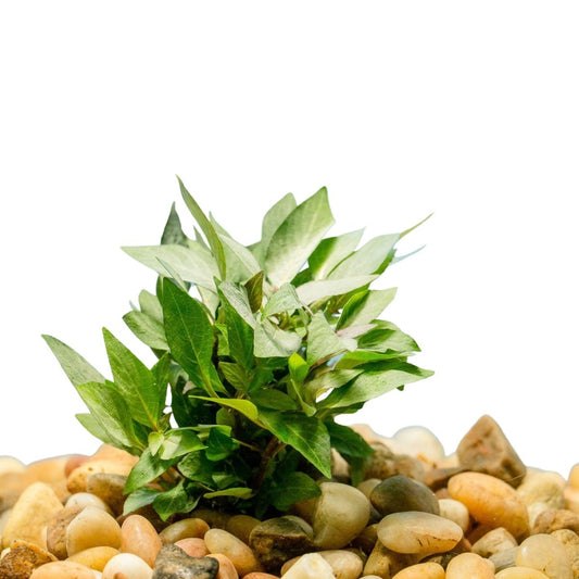 Hygro Compacta Potted
