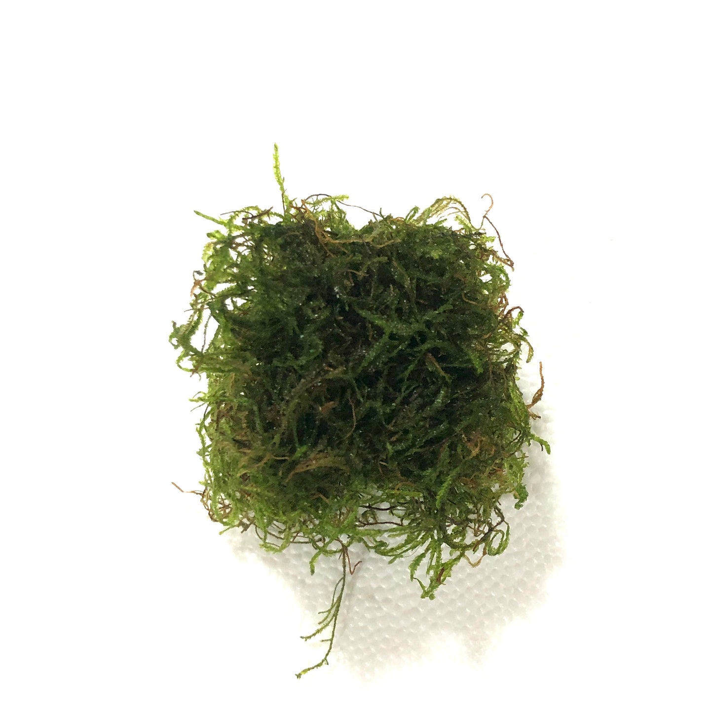 Flame Moss