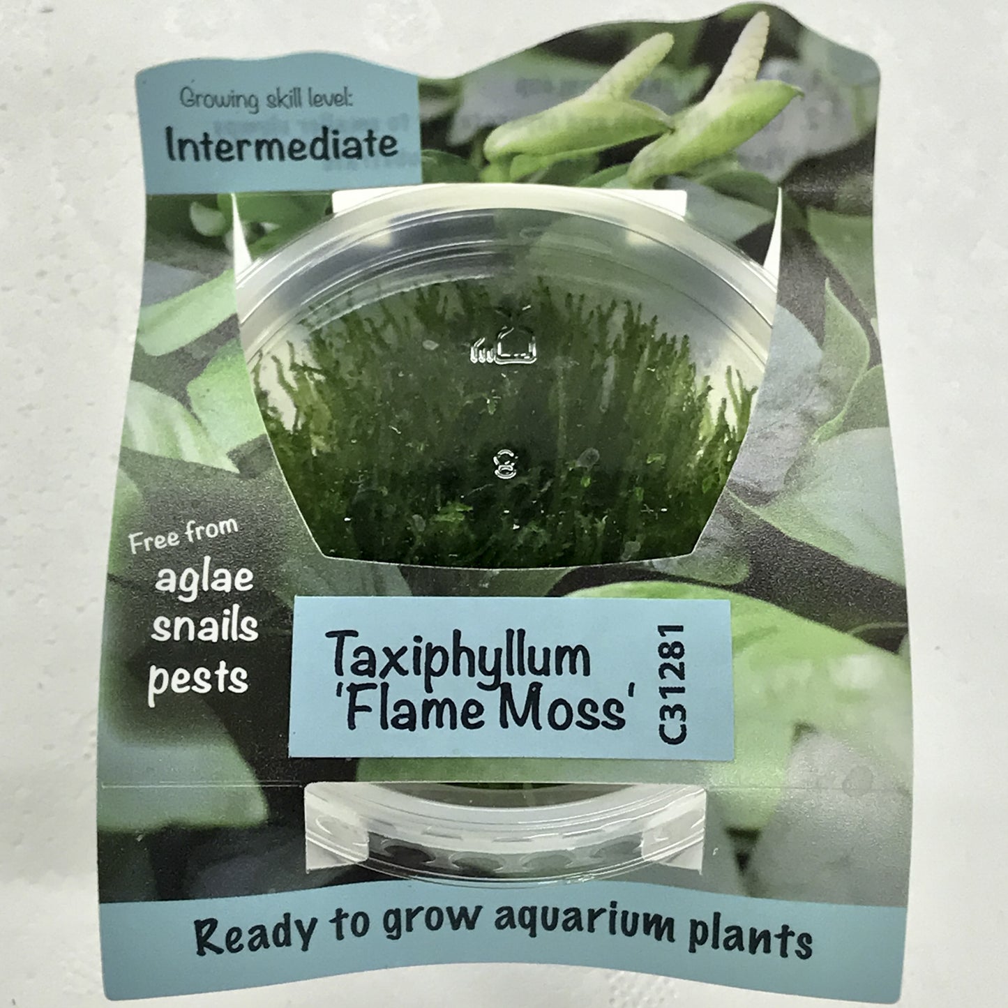 Taxiphyllum "Flame Moss" Tissue Culture