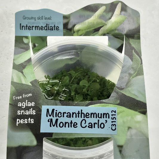 Microanthum "Monte Carlo" Tissue Culture