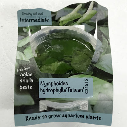 Nymphoides Hydrophylla "Taiwan" Tissue Culture