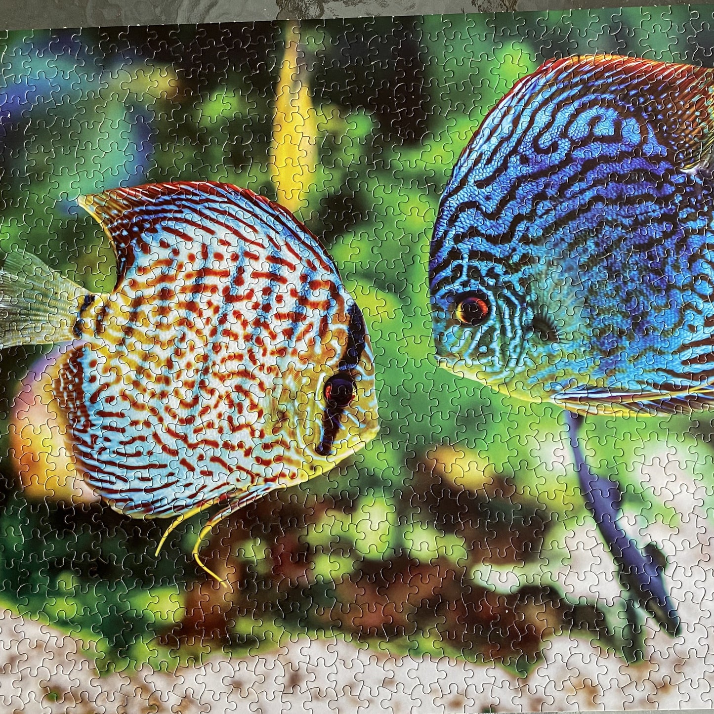 1000-Piece WetPlants Fish Puzzle