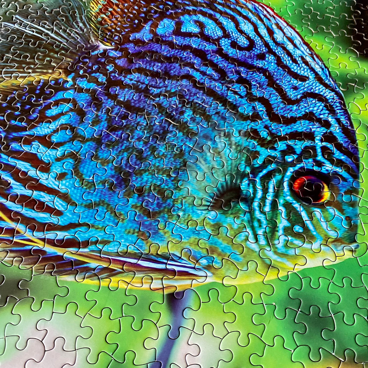 1000-Piece WetPlants Fish Puzzle
