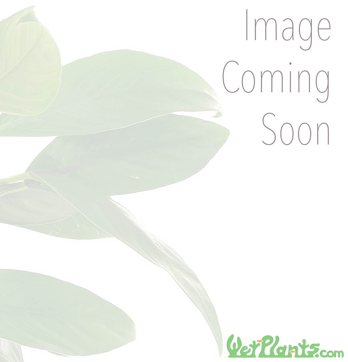 Staurogyne Repens Tissue Culture
