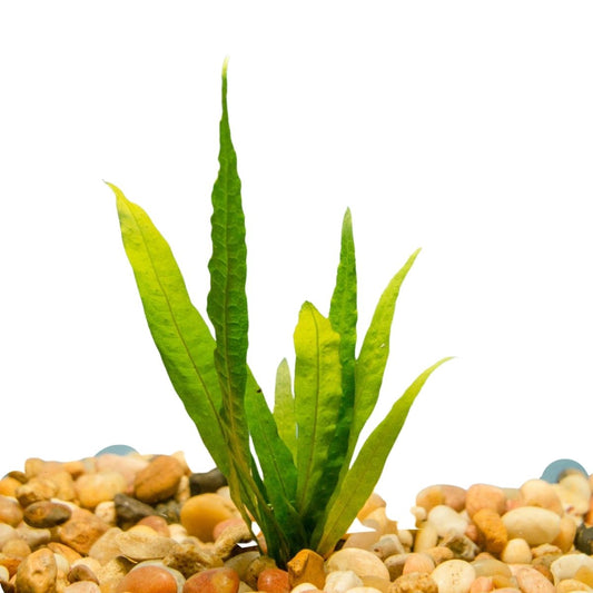 Java Fern Aquatic Plant