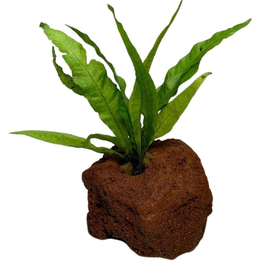 java fern attached to lava rock