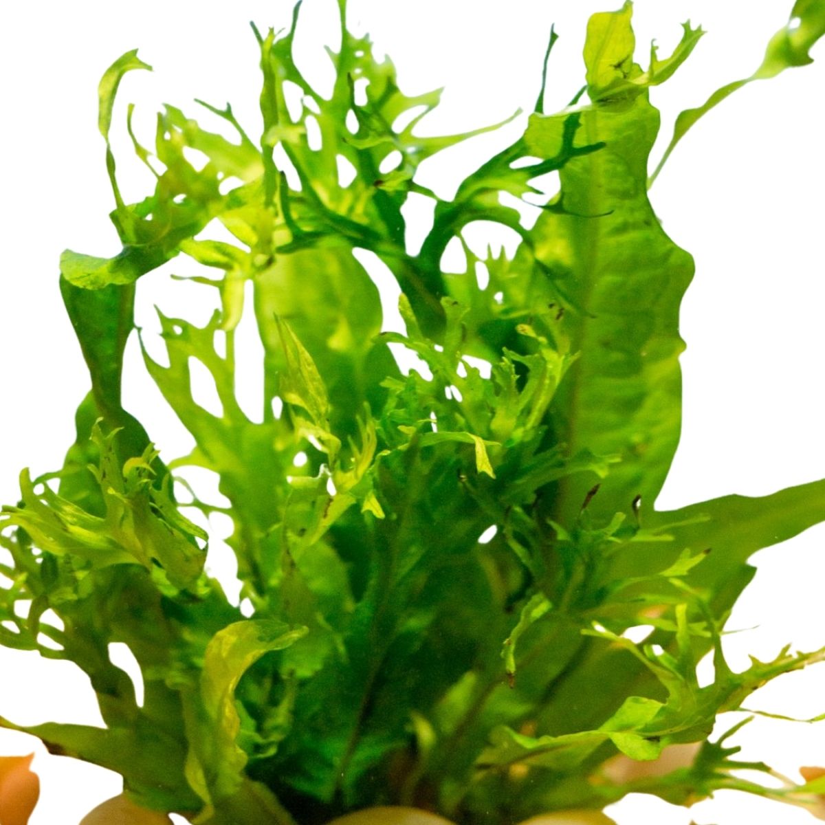 Java Lace Fern – Wetplants