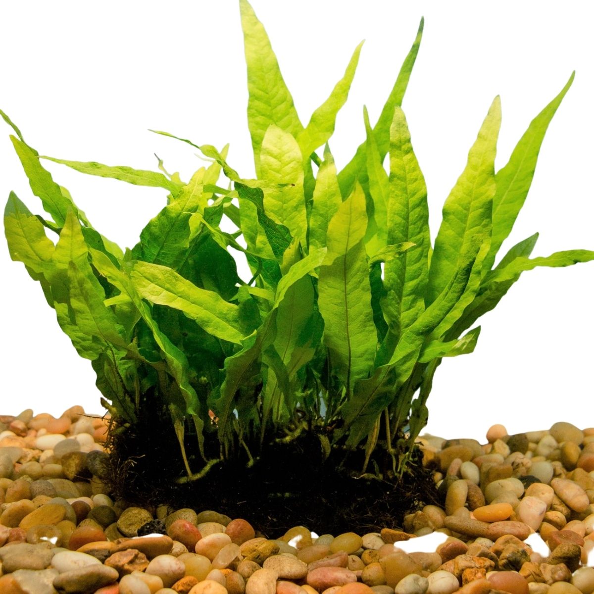 Java Fern on Mat