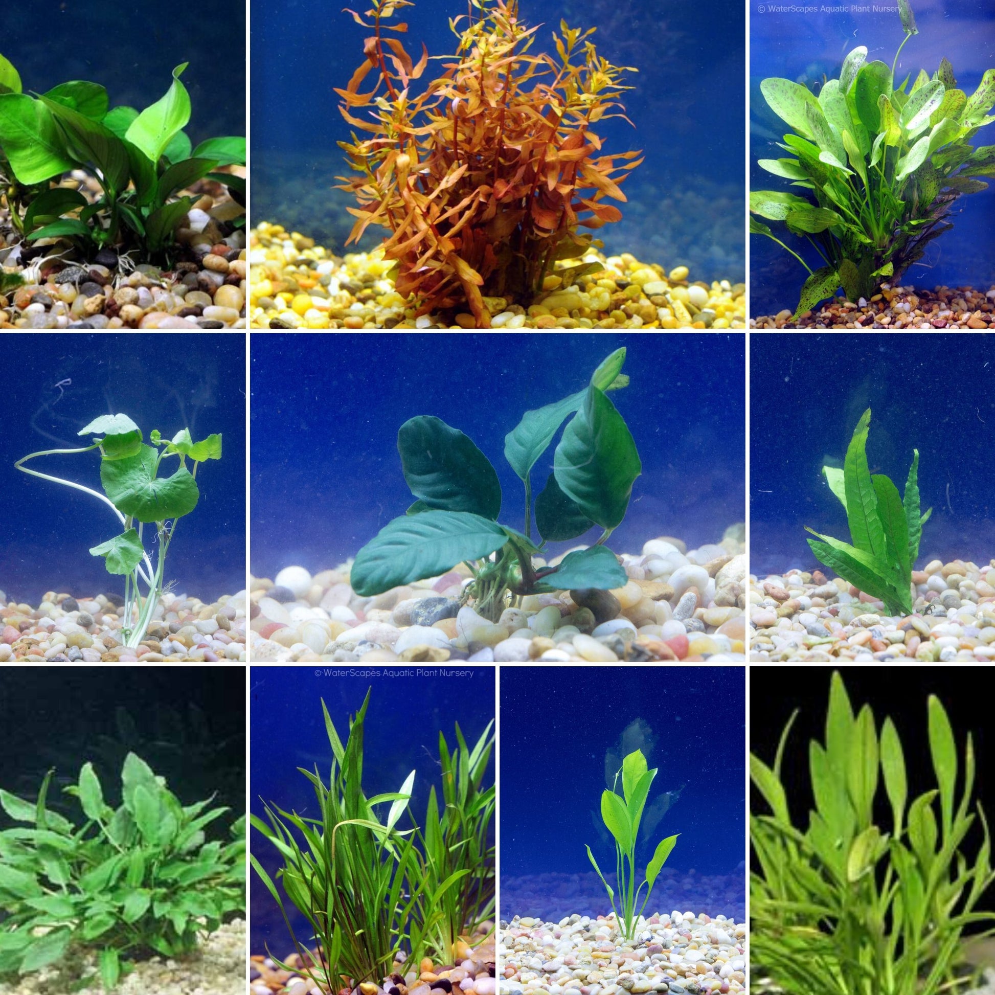 fish tank plants and accessories Discus Fish Aquatic Plant Package – Wetplants