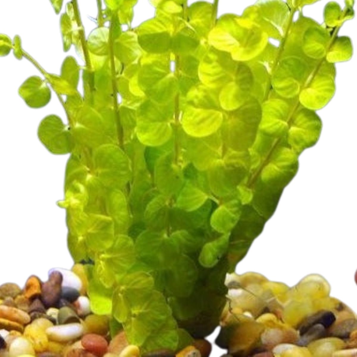 Lloydiella Golden Bunch Plant Aquatic Plant