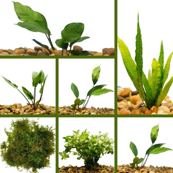 Low Maintenance Plant Pack Wetplants