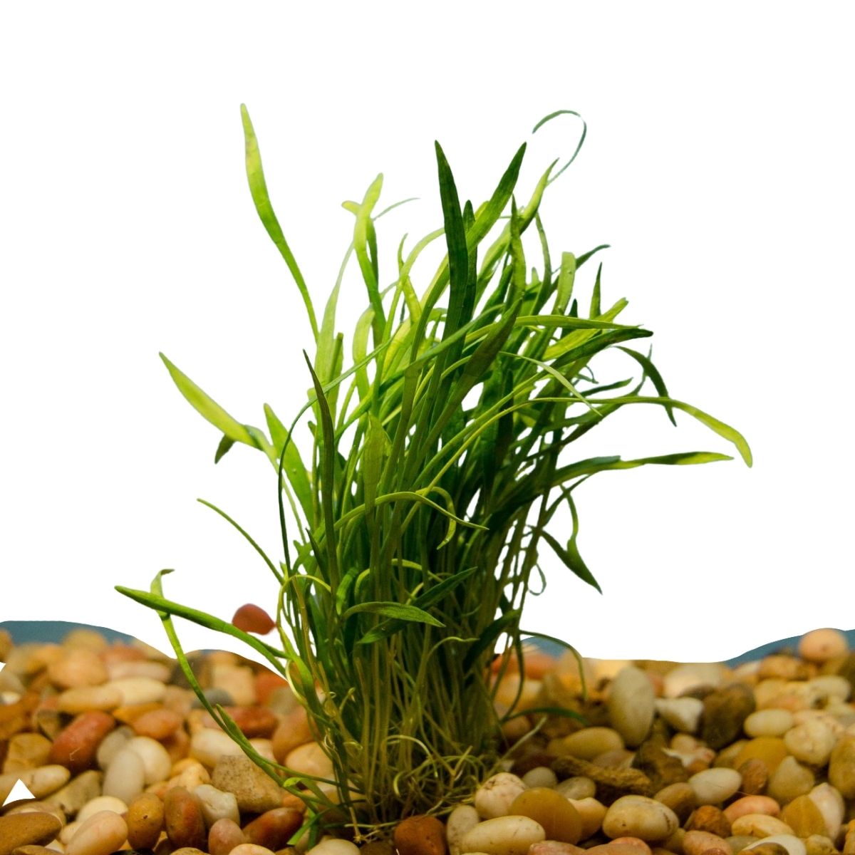 Micro Sword Aquatic Plant