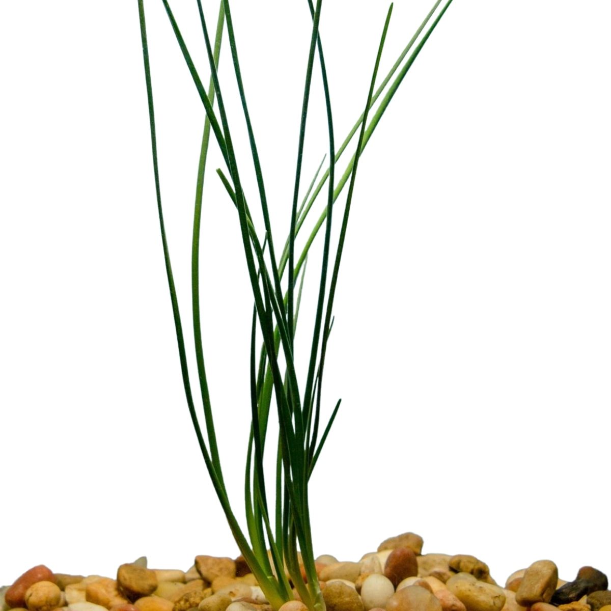 Onion Dwarf Aquatic Plant