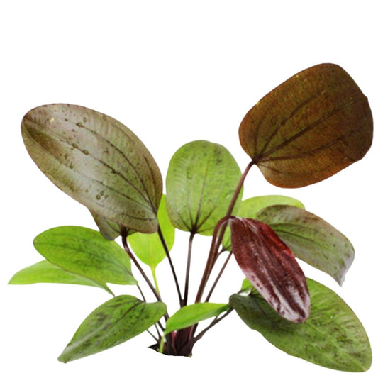 Ozelot Sword Plant Aquatic Plant