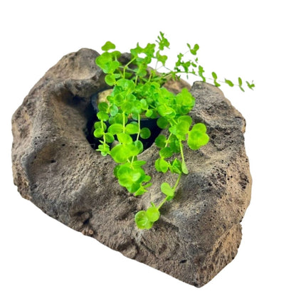 GiantBabyTears Aquatic Plant