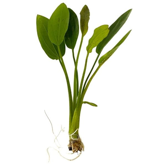 Radican Green Sword Plant