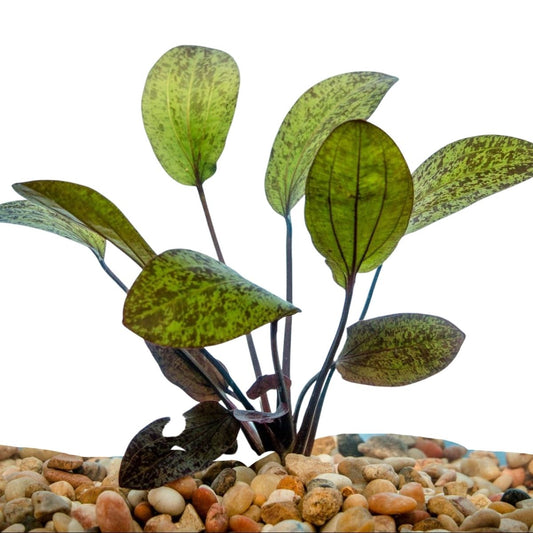 Red Flame Sword Plant Aquatic Plant