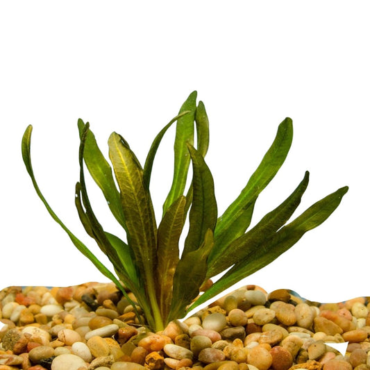 Red Rubin Aquatic Plant