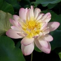 Rosey Cloud Lotus