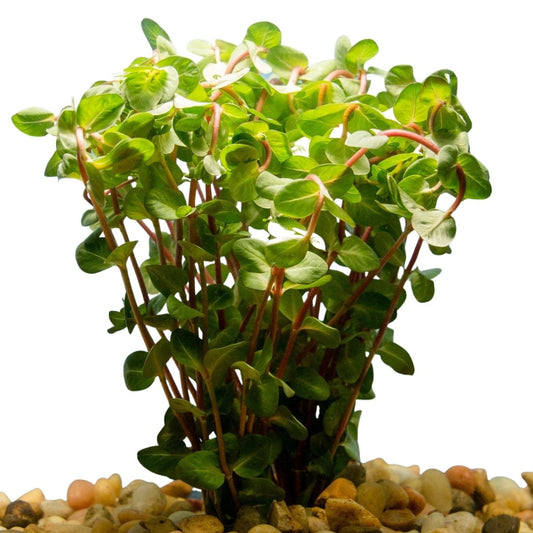 Rotala Macrandra Aquatic Plant