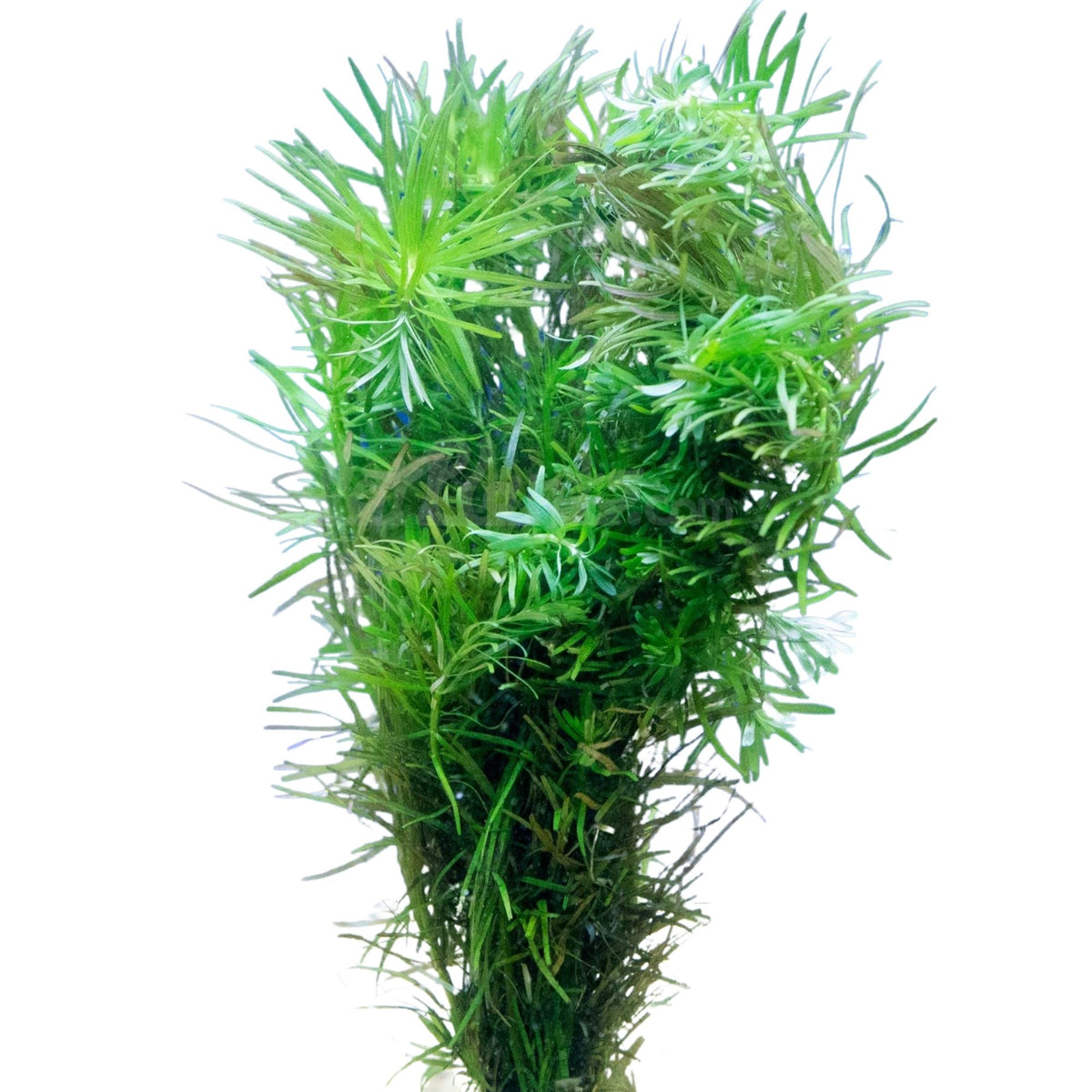 Rotala Nanjenshan Bunch Plant - 3 Pack