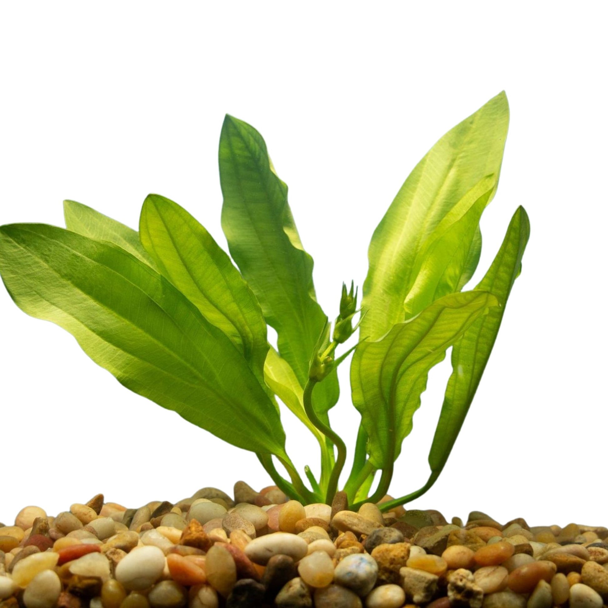 sword plant succulent Ruffle Sword Plant