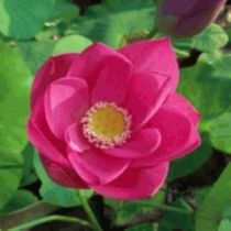russian red lotus pond plant