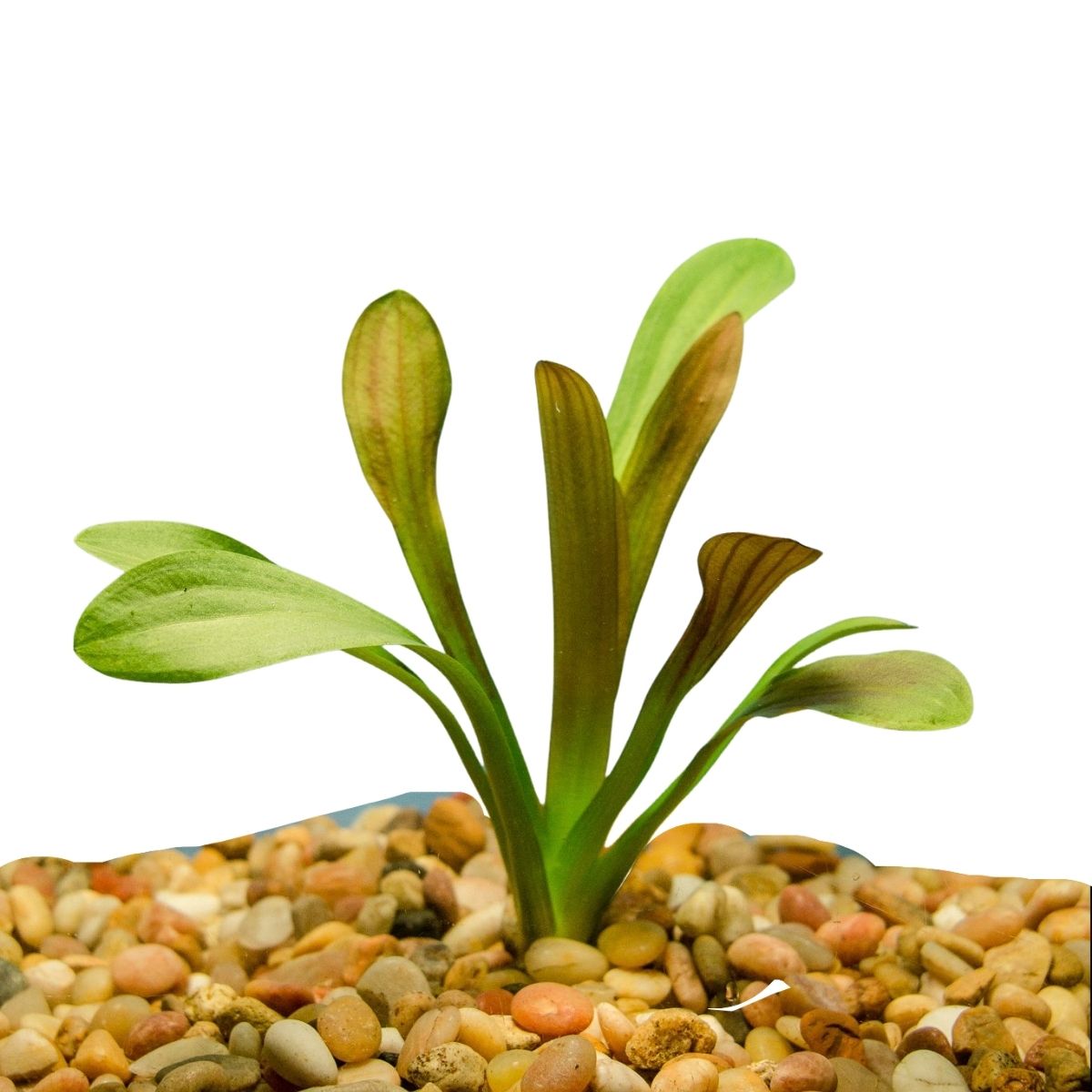 Sagittaria Chilensis Aquatic Plant