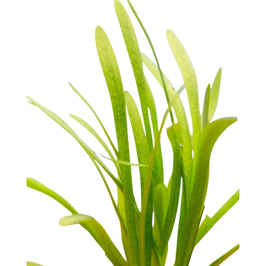 Sagittaria Dwarf