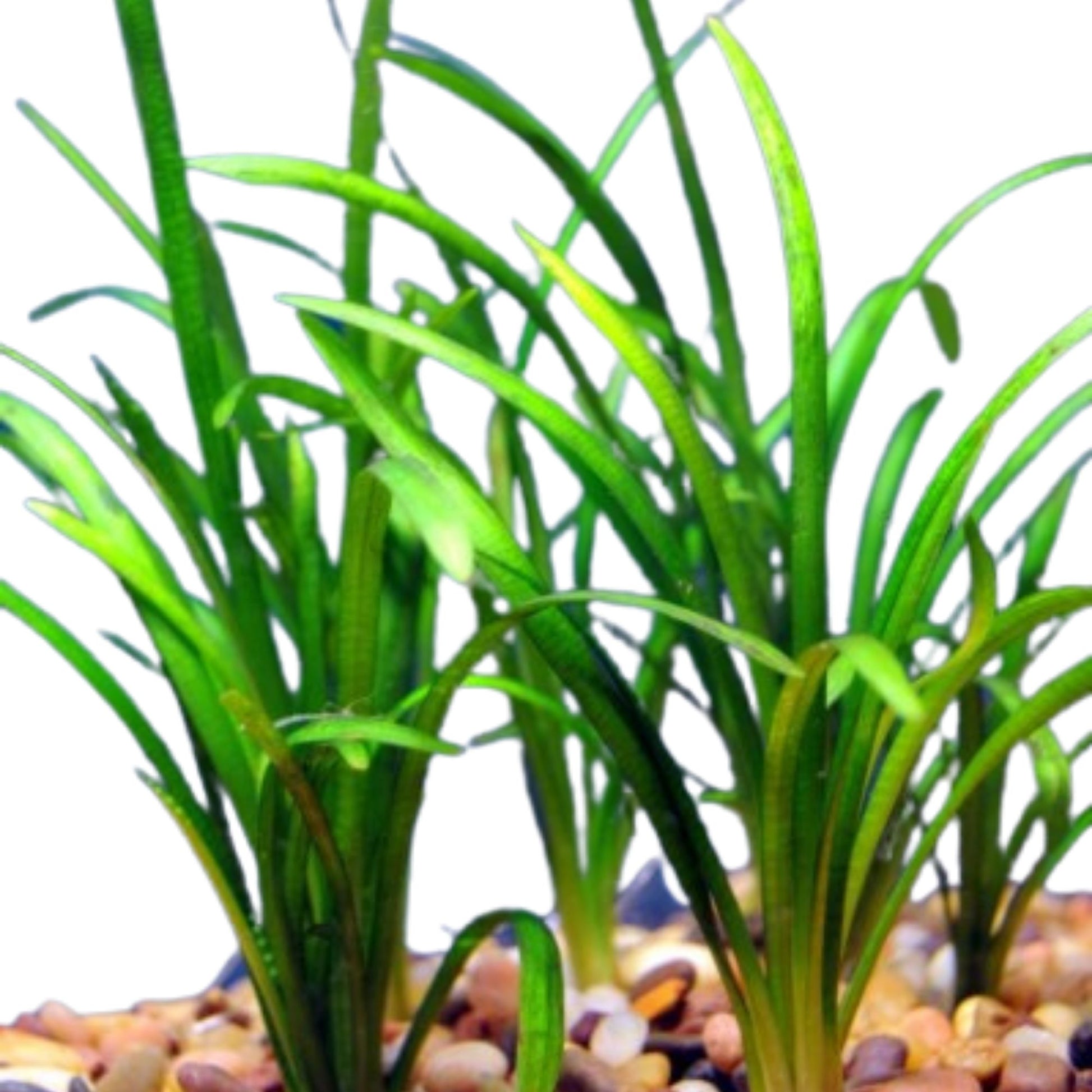 Sagittaria subulata Aquatic Plant