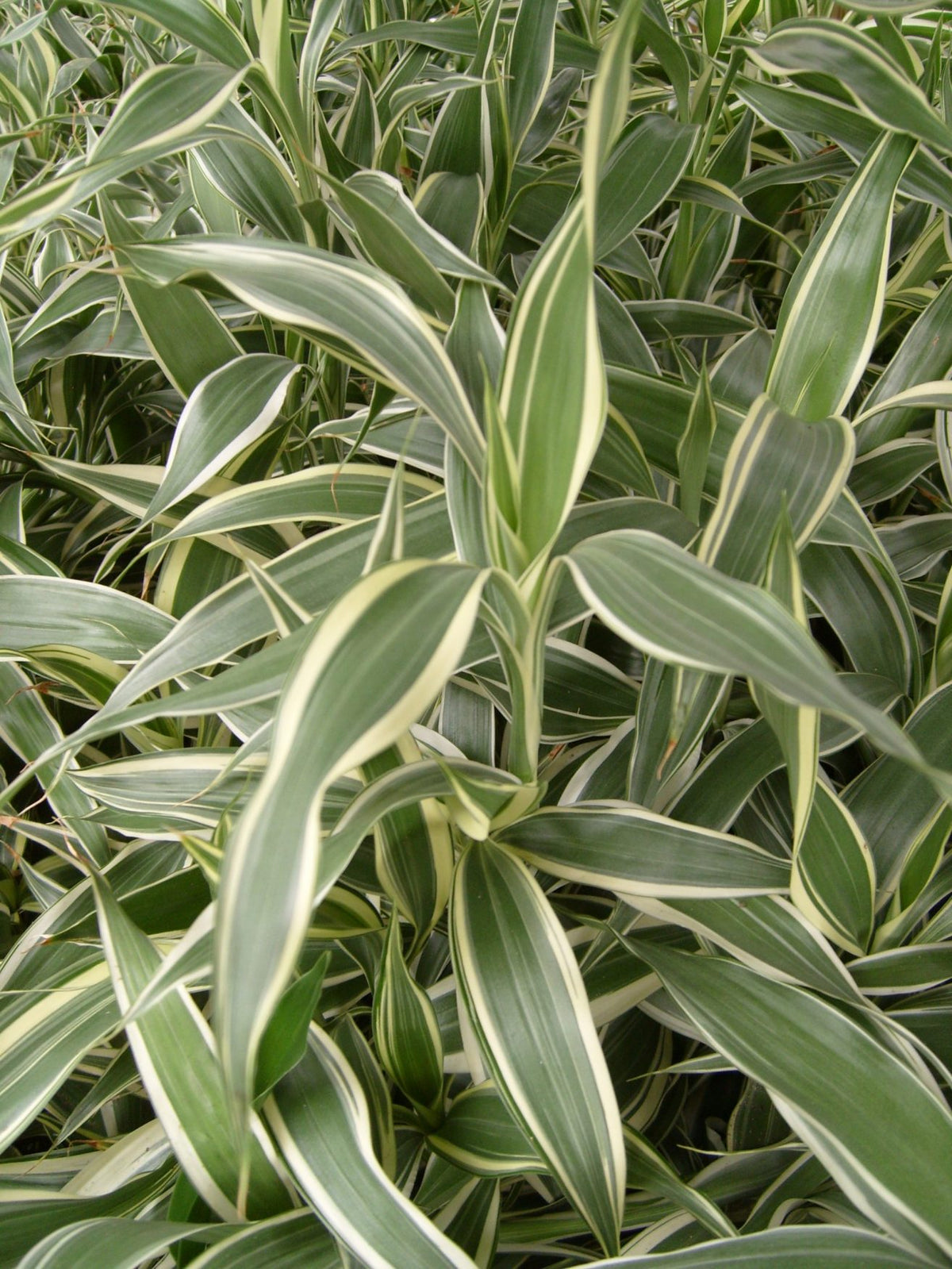 Sanderiana Green